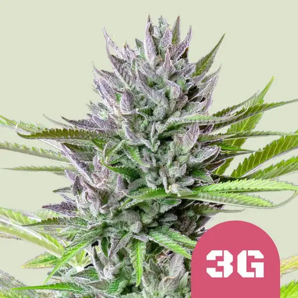 Triple G Royal Queen Seeds