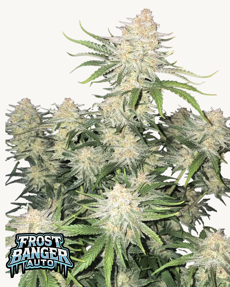 Frostbanger FastBuds