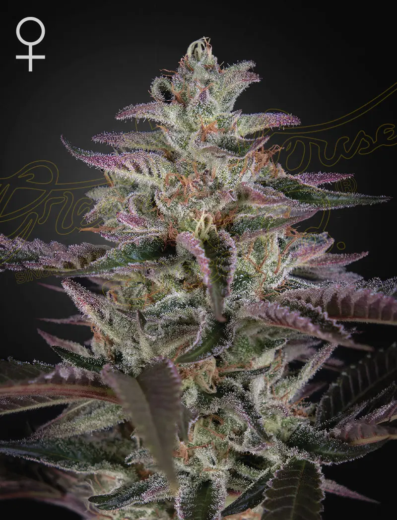 Banana Krumble Greenhouse Seeds