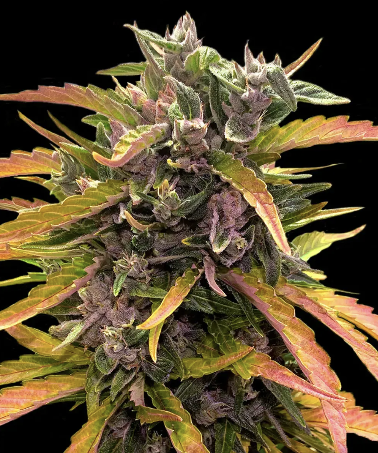 Gorilla Glue Auto BF