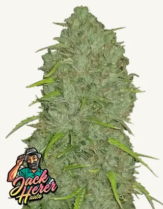 Jack Herer Auto