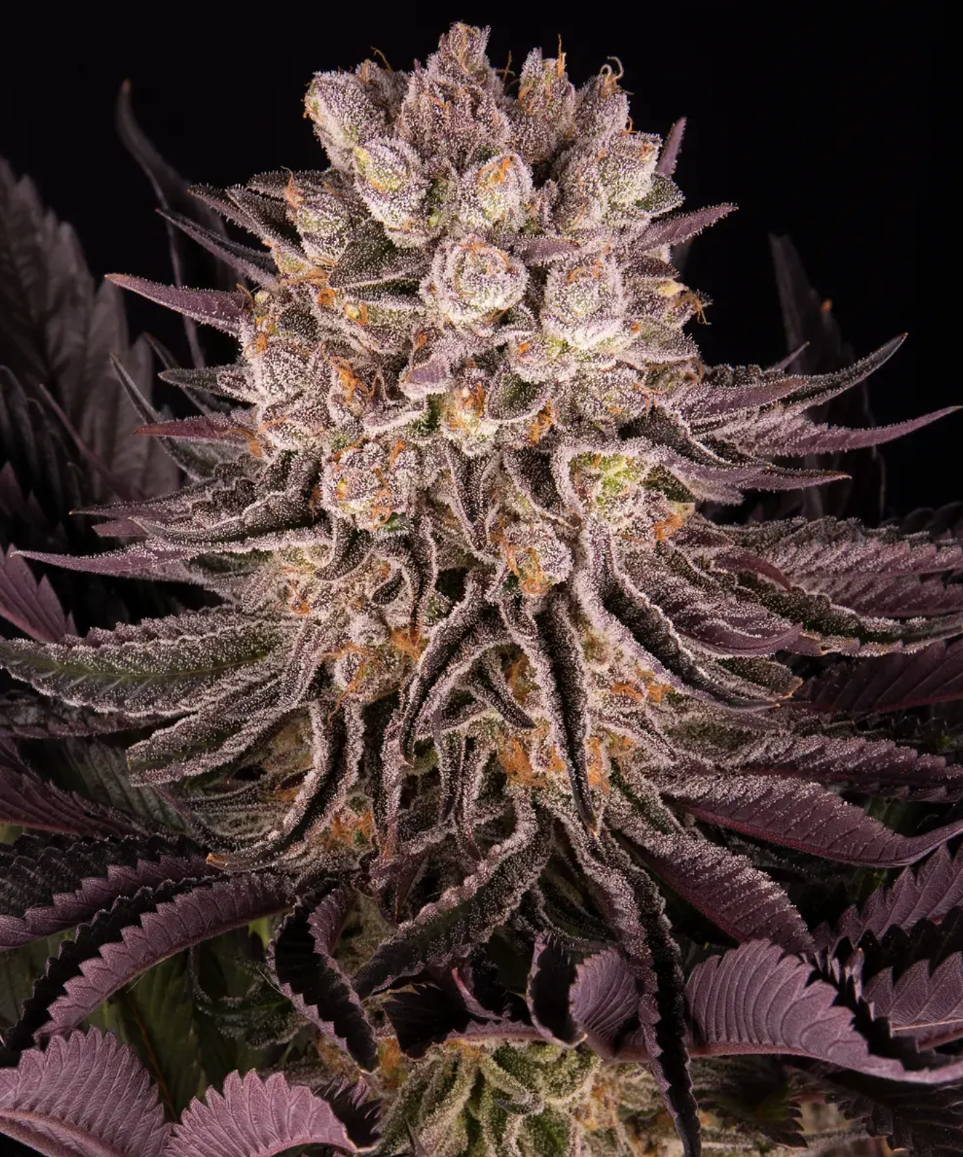 Mimosa Orange Punch Barneys Farm