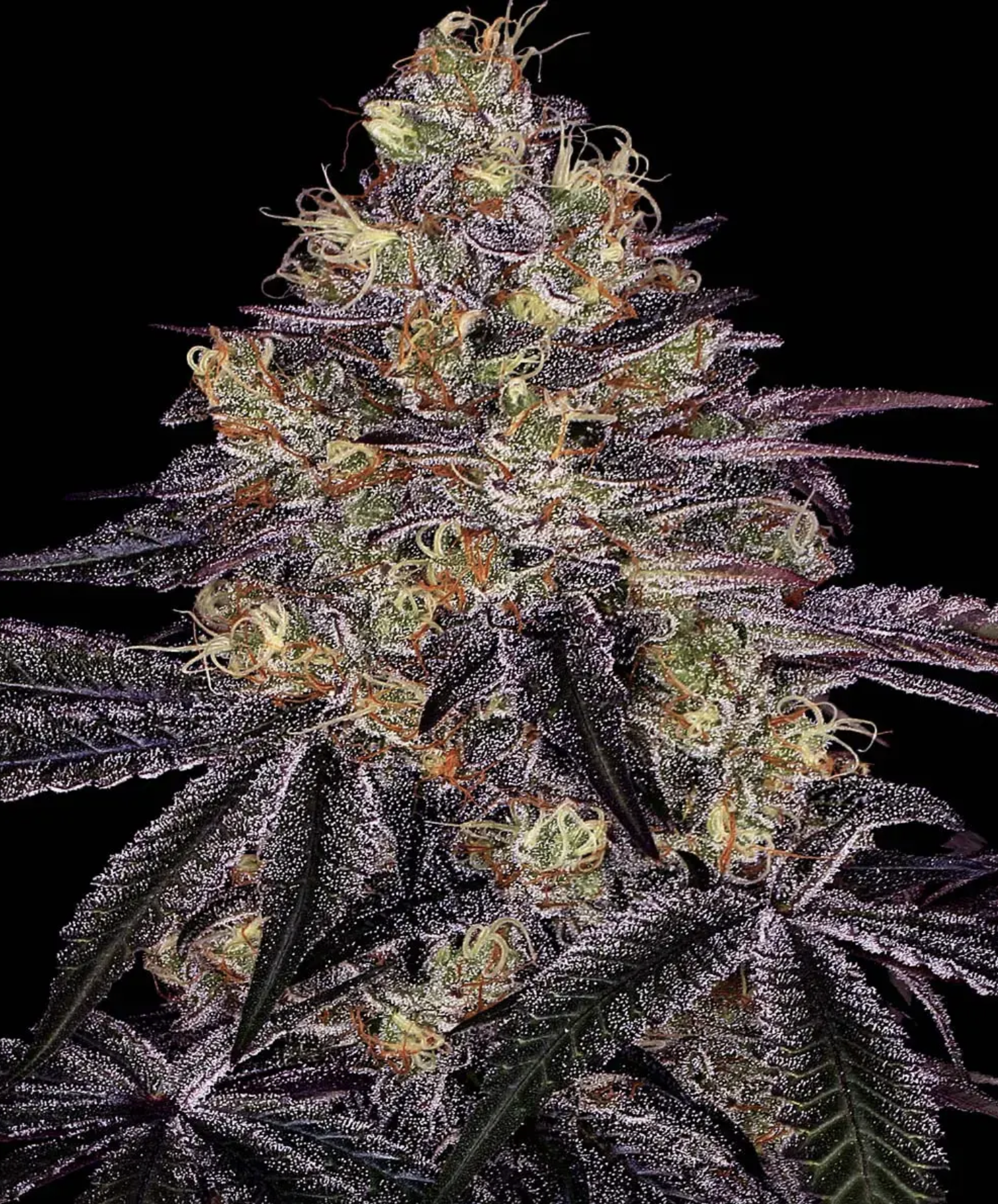 Watermelon Zkittlez BF