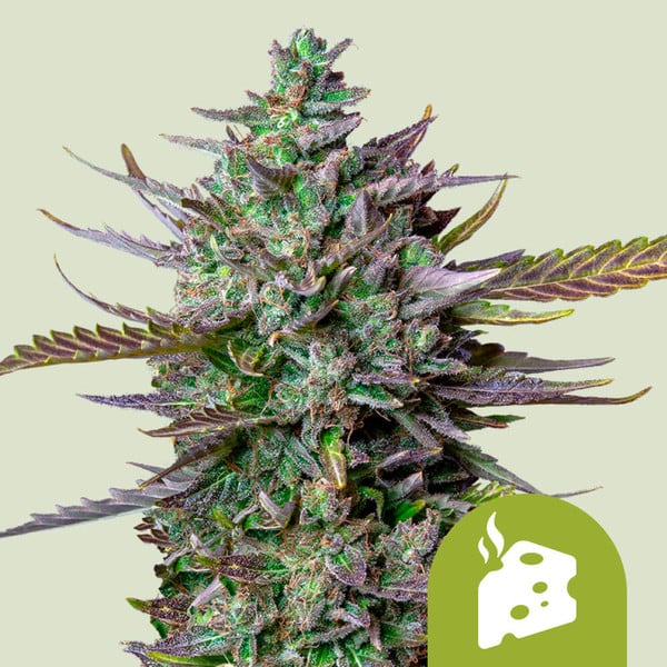Blue Cheese Auto Royal Queen Seeds