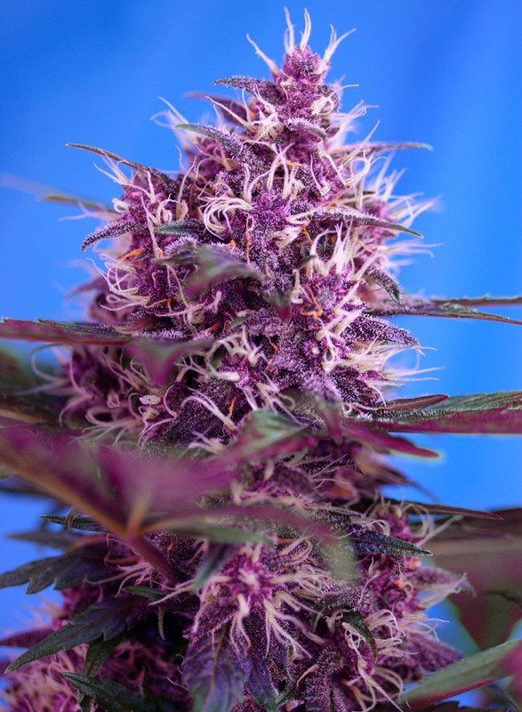 Red Poison Automatik Sweet Seeds