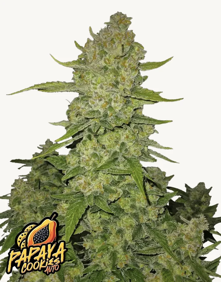 Papaya Cookies Auto FastBuds