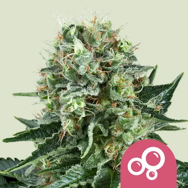 Bubble Kush Royal Queen Seeds