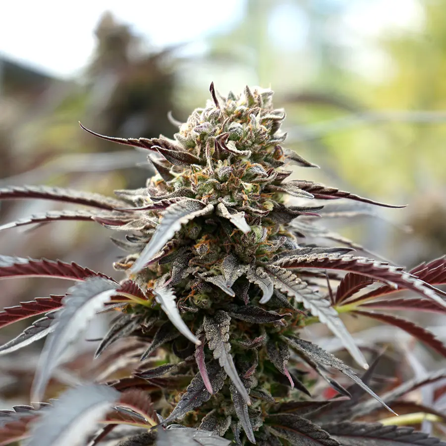 White Runtz Humbold Seeds