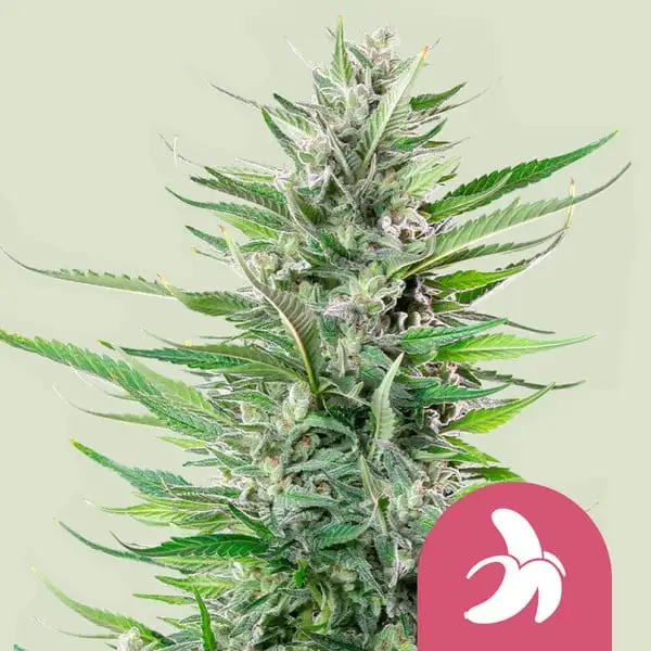 Fat Banana Royal Queen Seeds