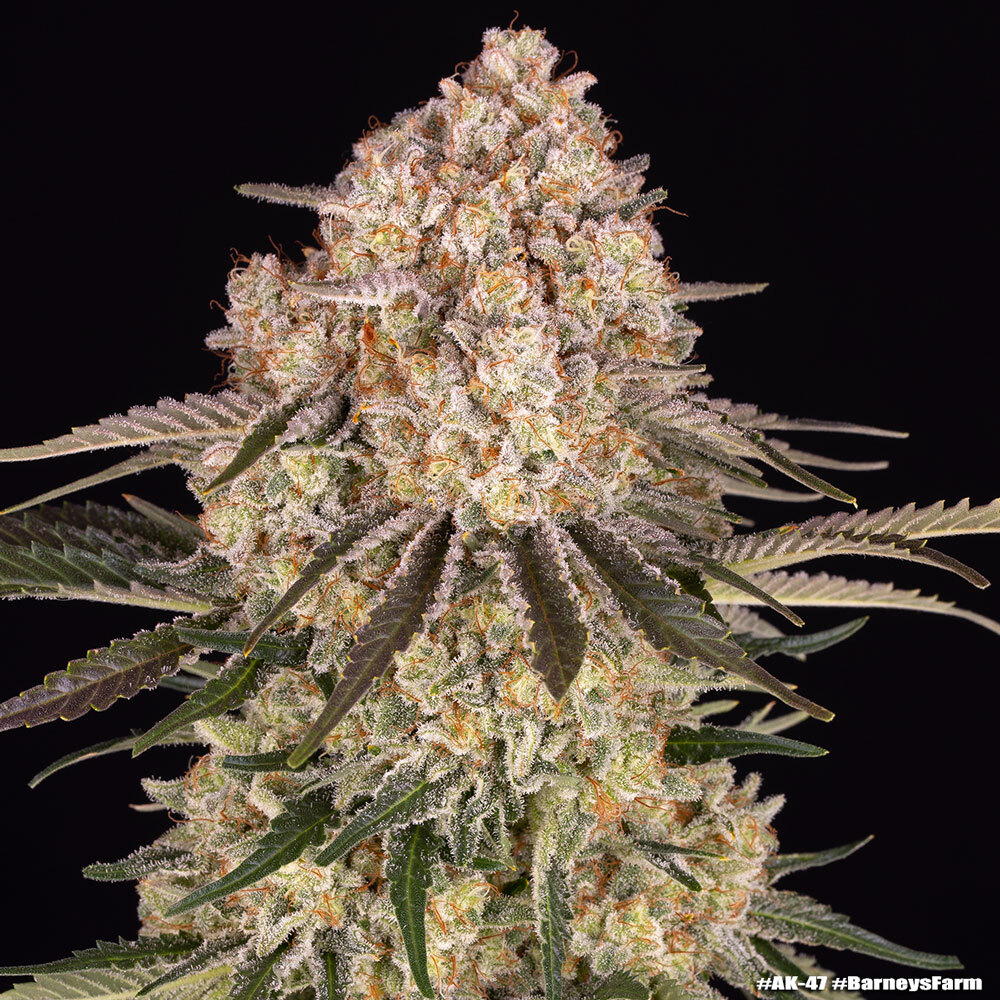 AK 47 Barneys Farm