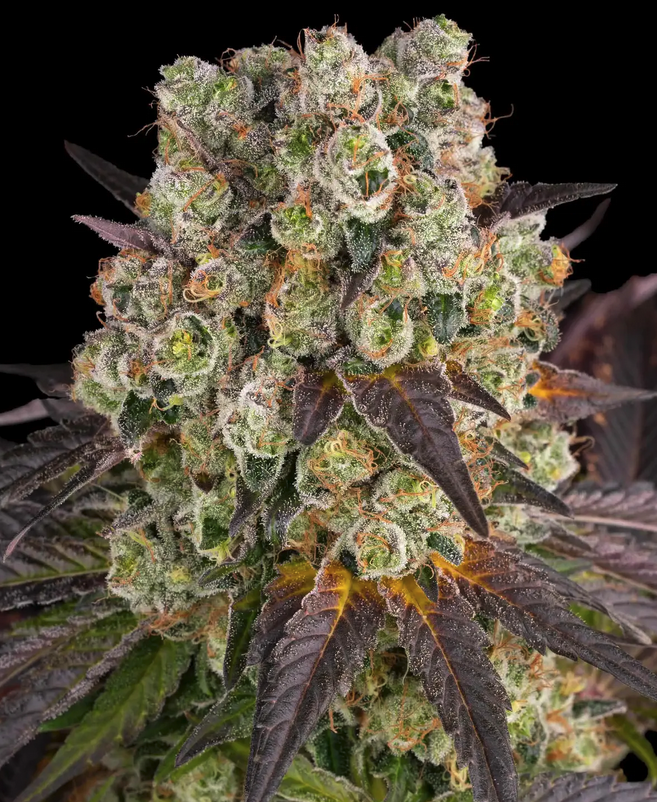 Purple Punch x Lemon Drizzle Barneys Farm