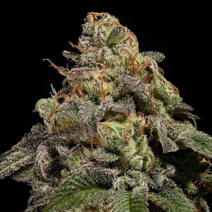 OMG Ripper Seeds