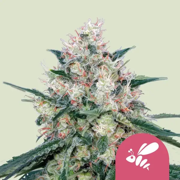 Honey Cream Royal Queen Seeds