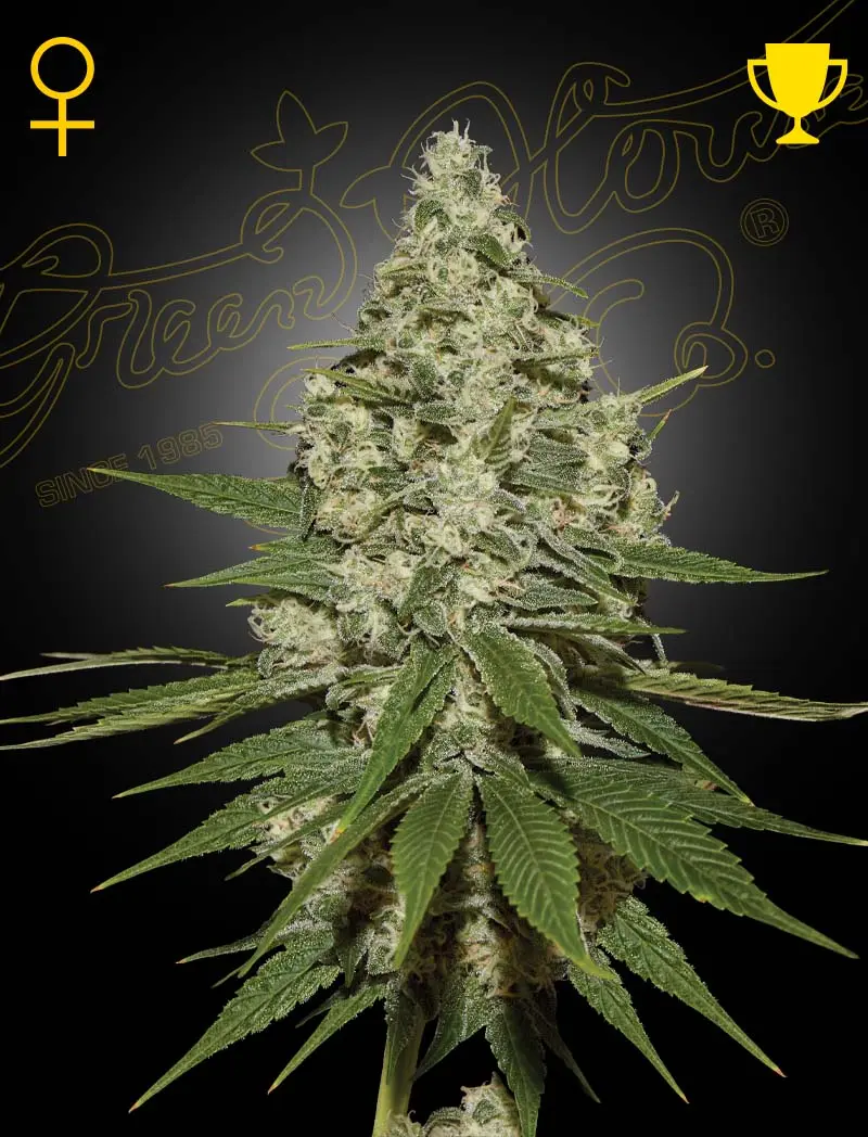 Super Lemon Haze Greenhouse