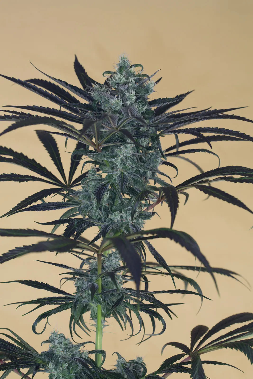 Blueberry Headband HSO