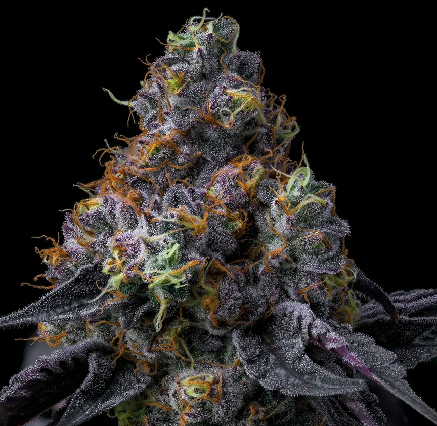 Rainbow Sherbert Barneys Farm